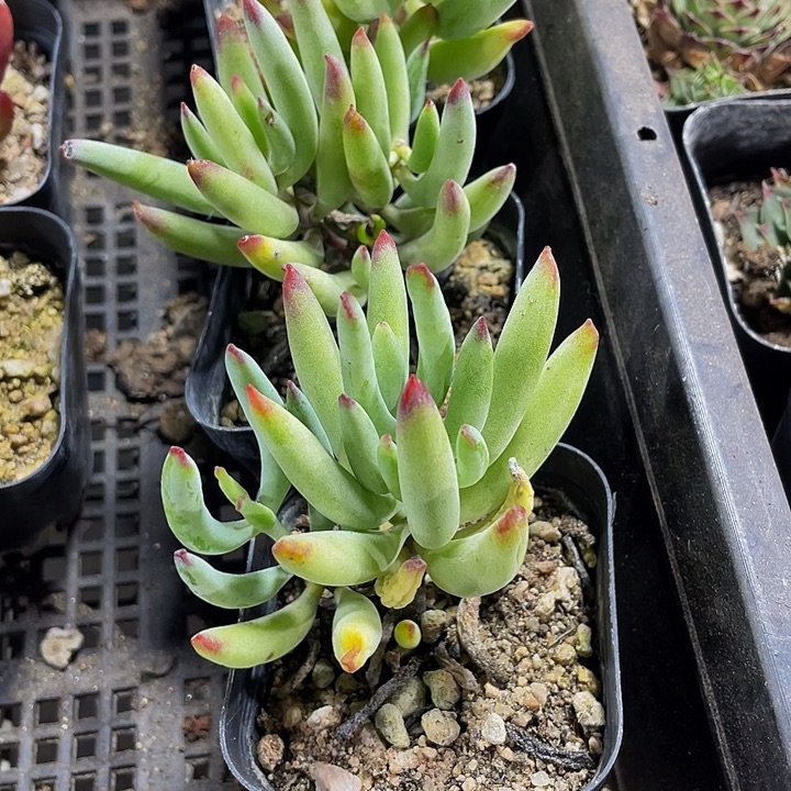 手指福娘带盆土发