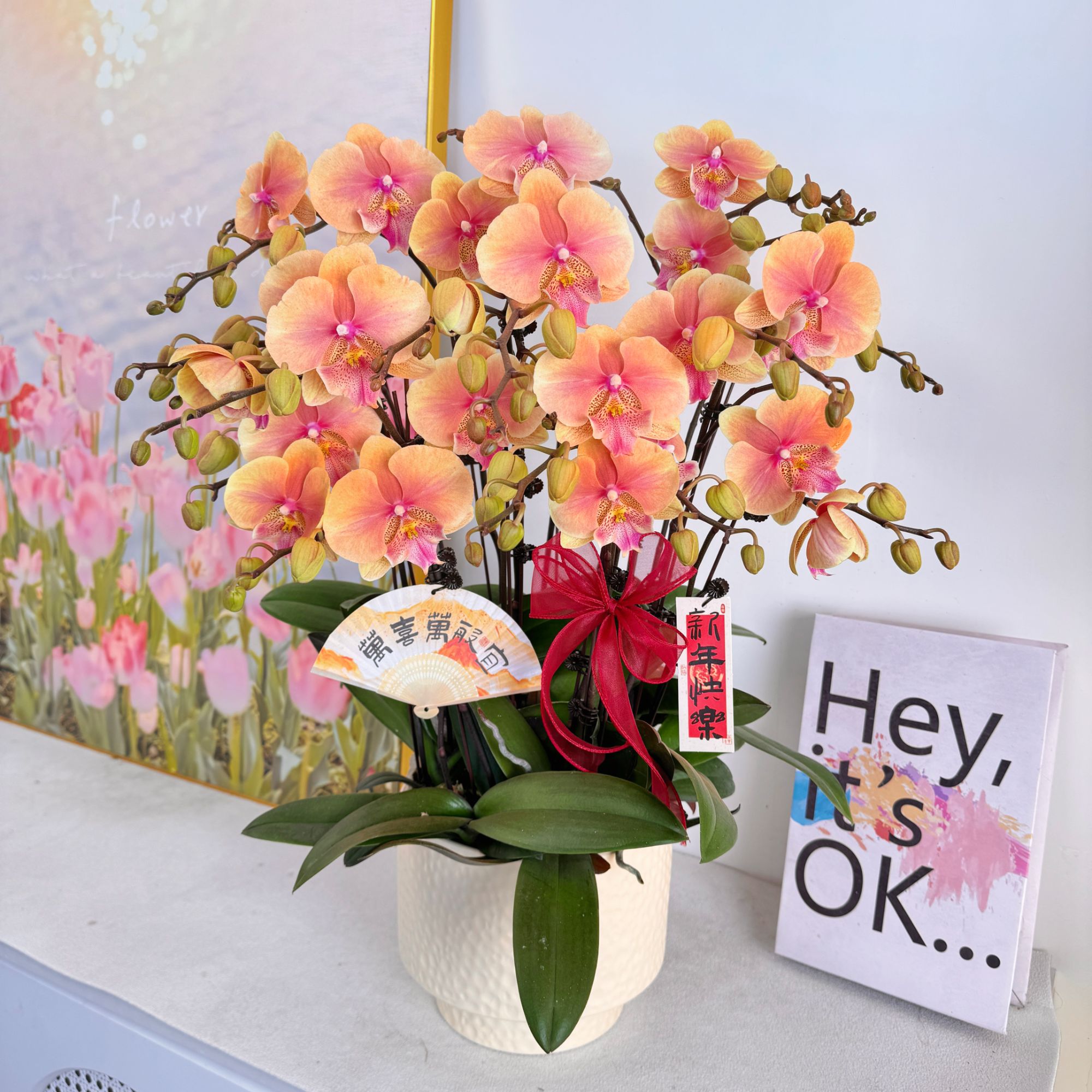 妗画【心想事橙】多花苞室内蝴蝶兰花盆栽  年宵花  懒人绿植  