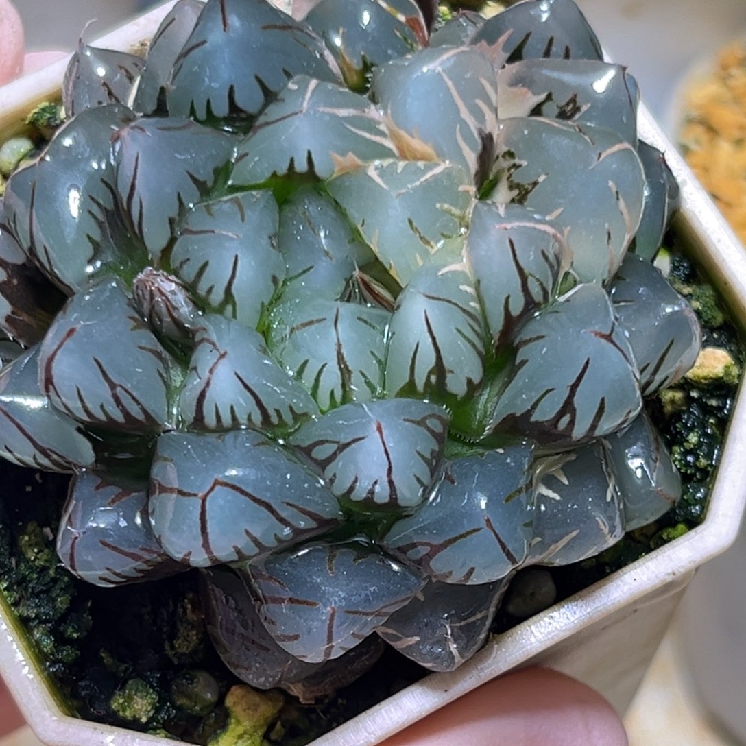 恭喜发财大吉大利558