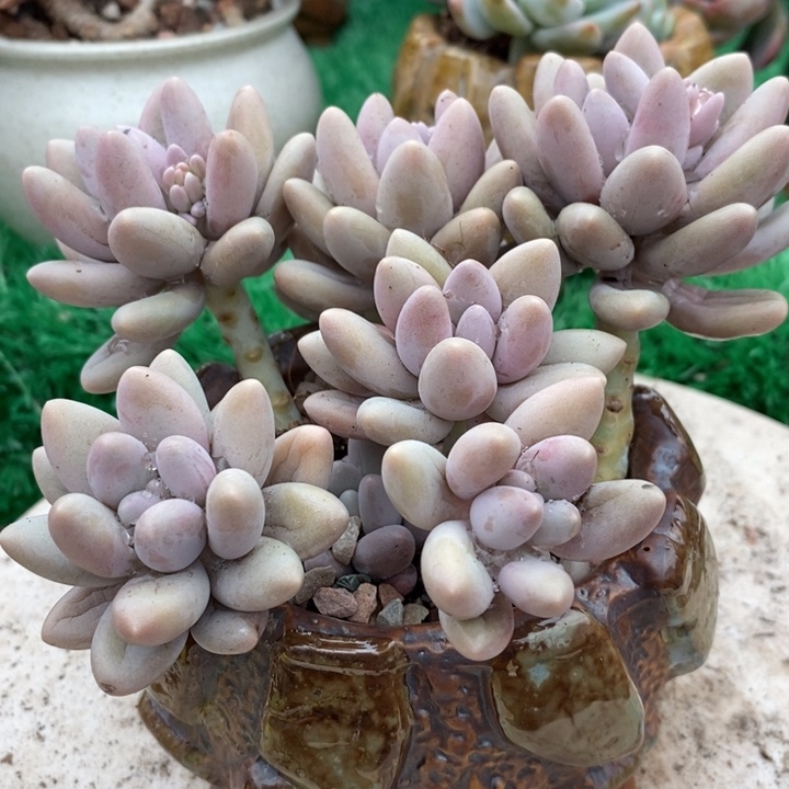 粉美人整无砍多肉