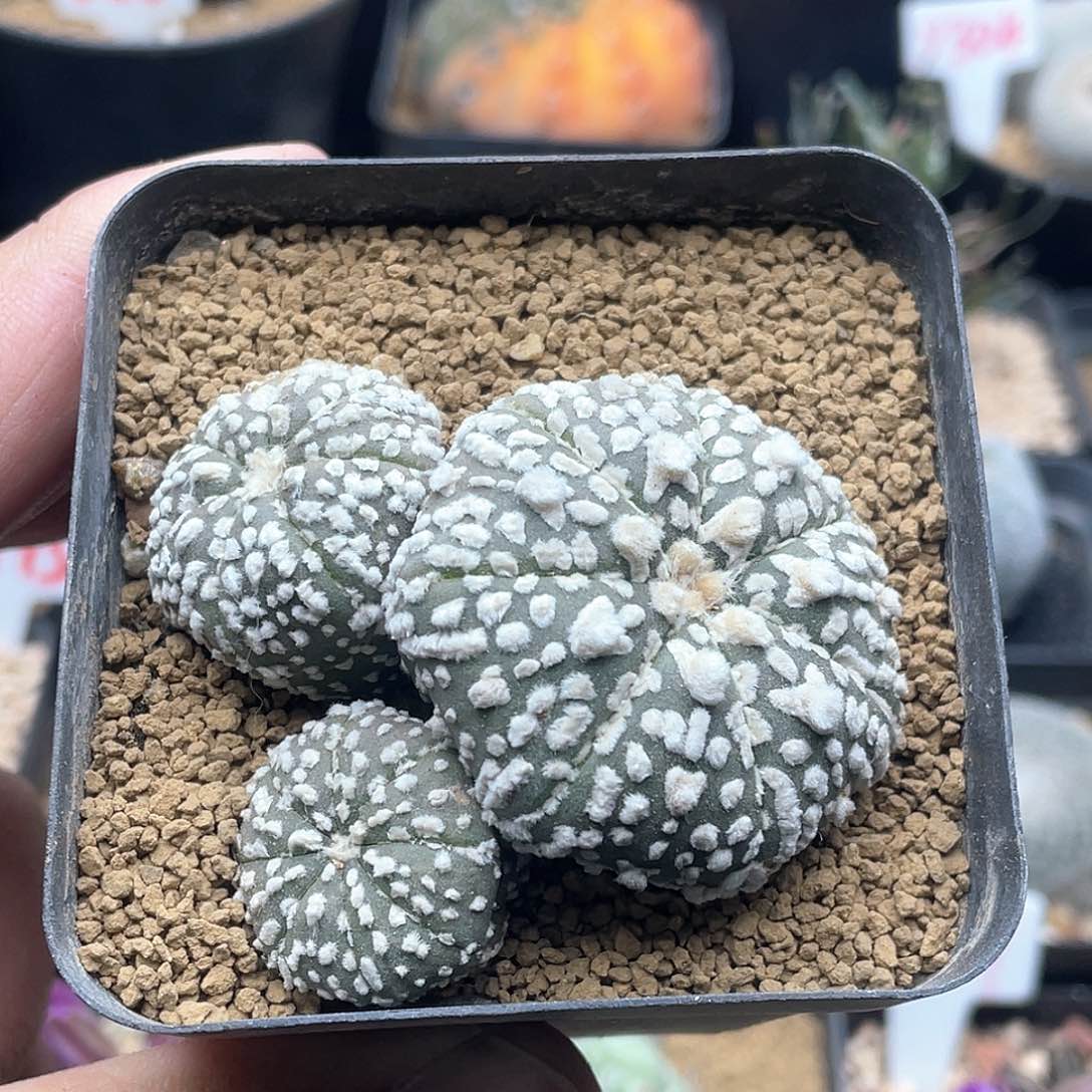 三头超兜仙人球多肉