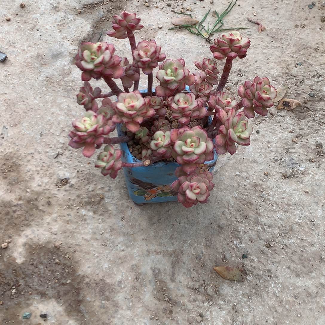 探戈多肉植物脱土