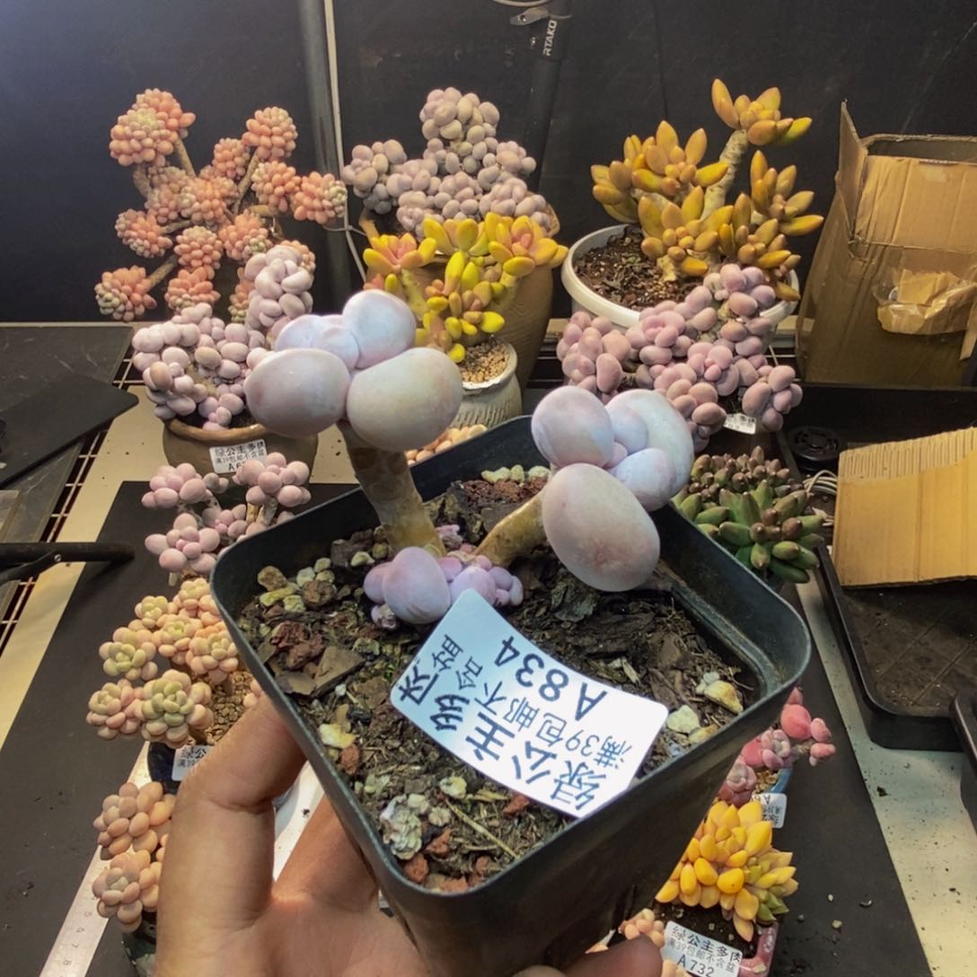 834橙奶多肉肉4c m