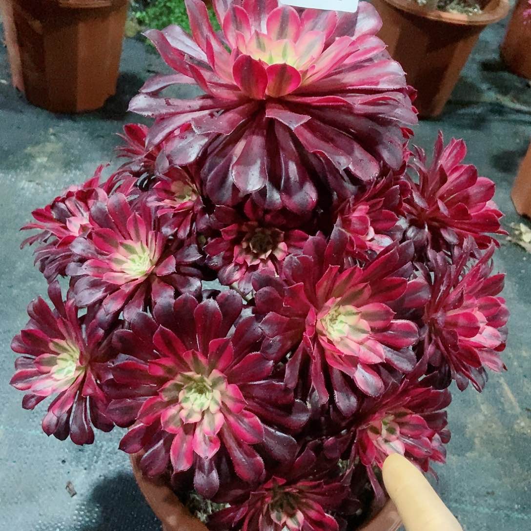 红陶137黑铜白3多肉