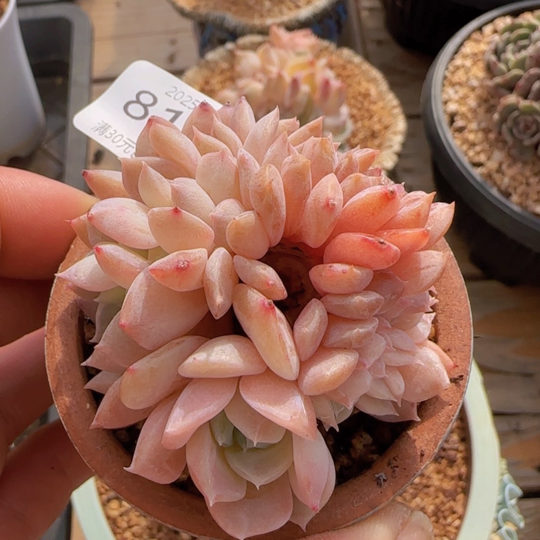 13头纯爱朵朵缀一颗