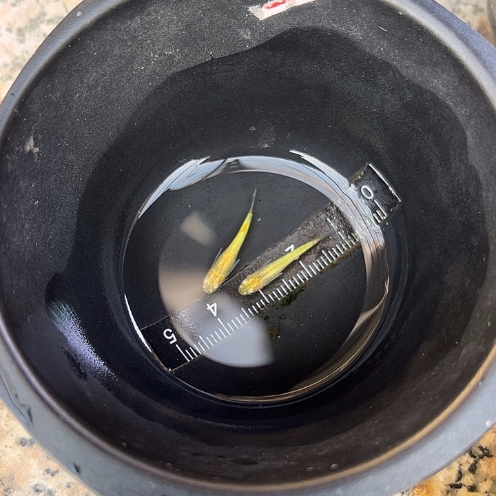 青鳉鱼黄金百式一对