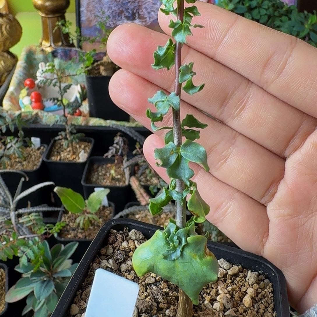 特价 超香 实生霍戴没药顺丰空运包邮 寄养 