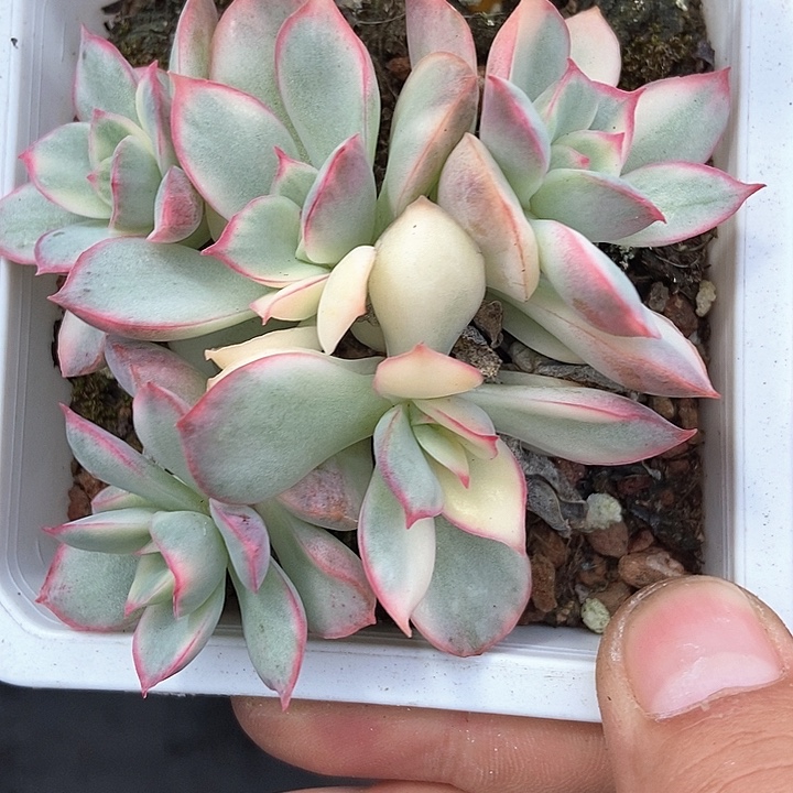 多肉植物月光女神锦804