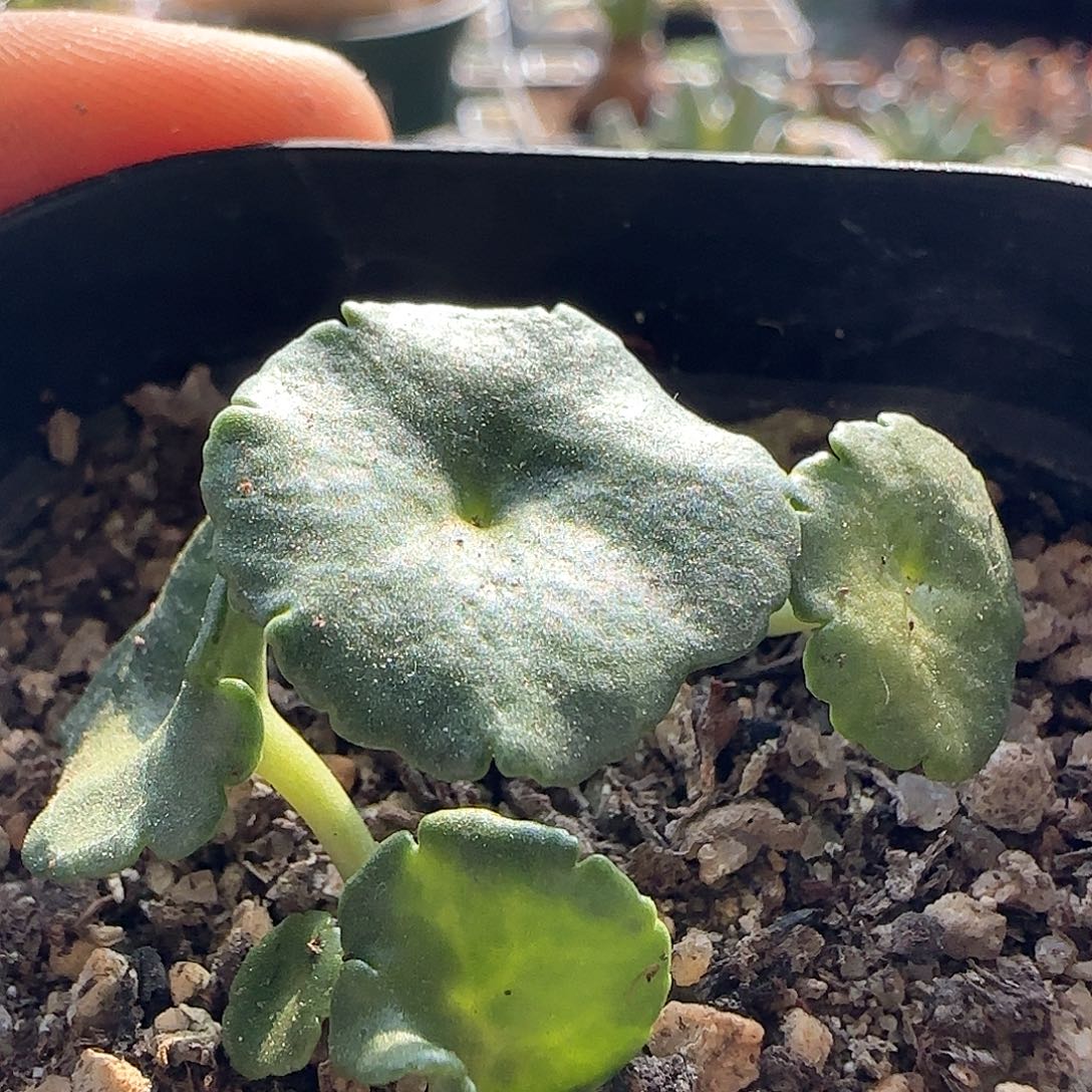 28包邮脱土发货25588