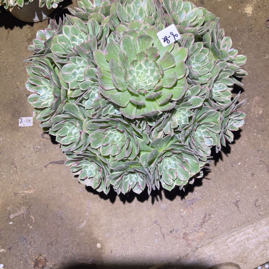 12-28-90水晶莲花法师锦