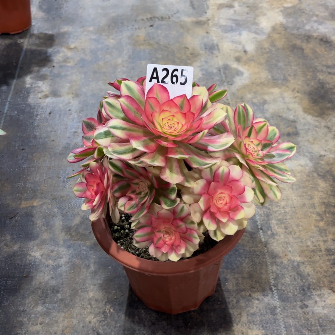 喵****多肉植物倾城265多肉