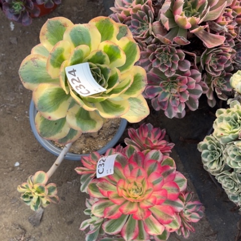 多肉植物倾成艳姿