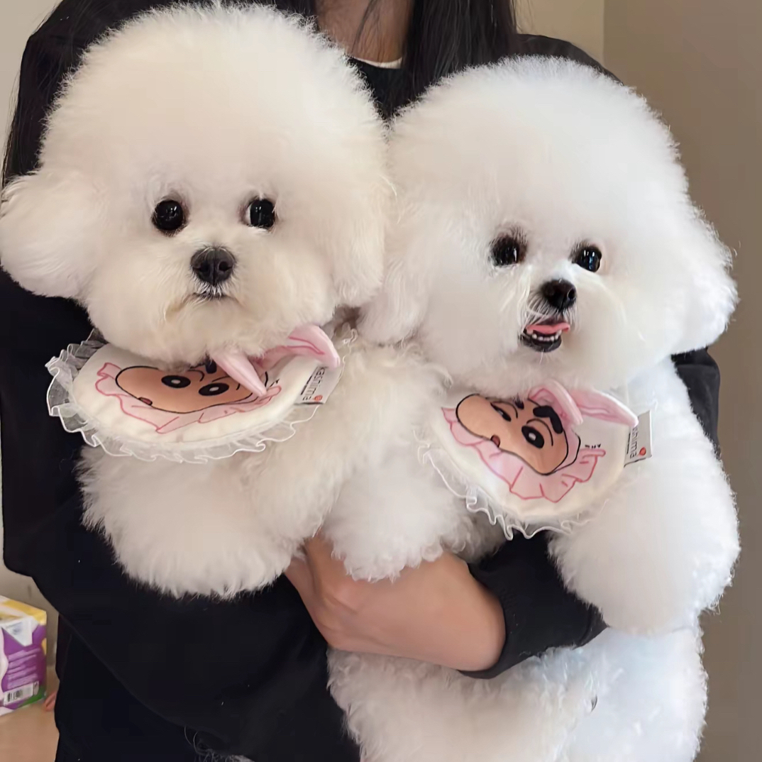小型比熊泰迪金毛边牧等狗狗