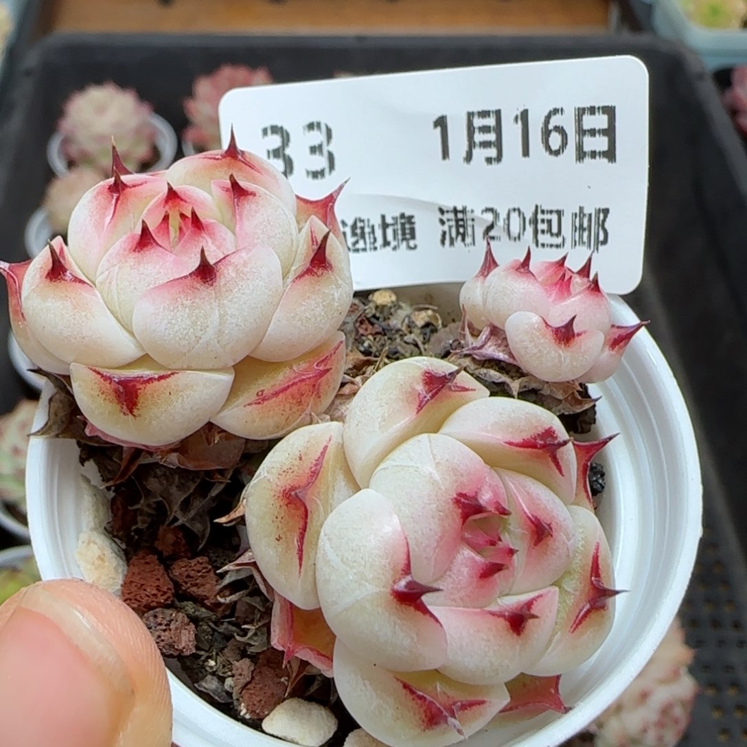 N****G花语逸境0116-33小魔仙