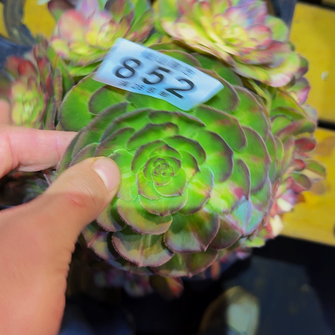 852号多肉植物海王七彩无根