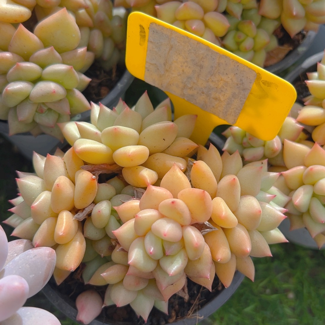 香玉的故事是一个