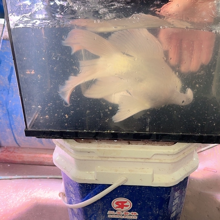 海水鱼蝴蝶鲤包邮40