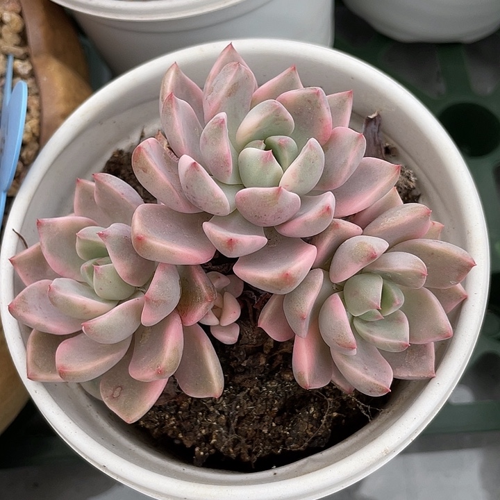 红粉佳人锦。锦龙多肉园艺