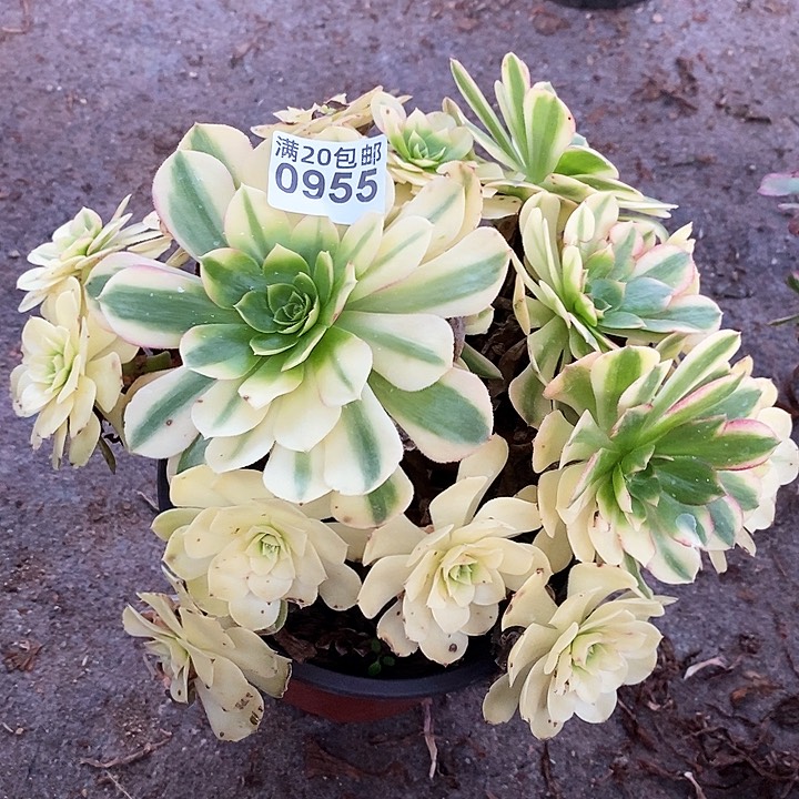 0955 一颗雨何法师