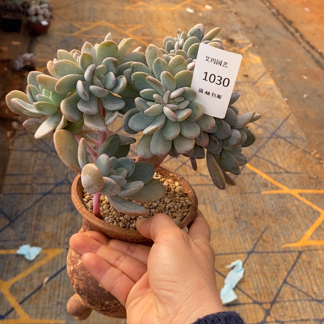 红橙缀化多肉多肉030