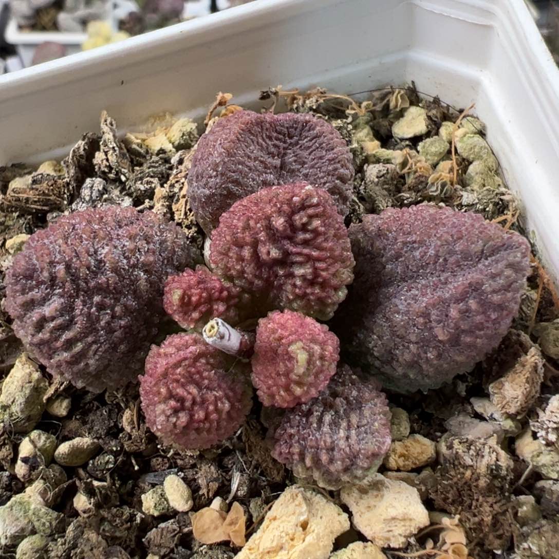 圆叶型颗粒款实生新品