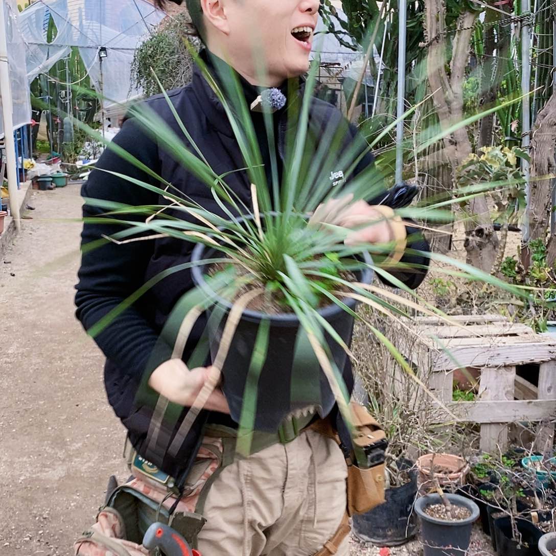 稻草人叶长40厘米左右