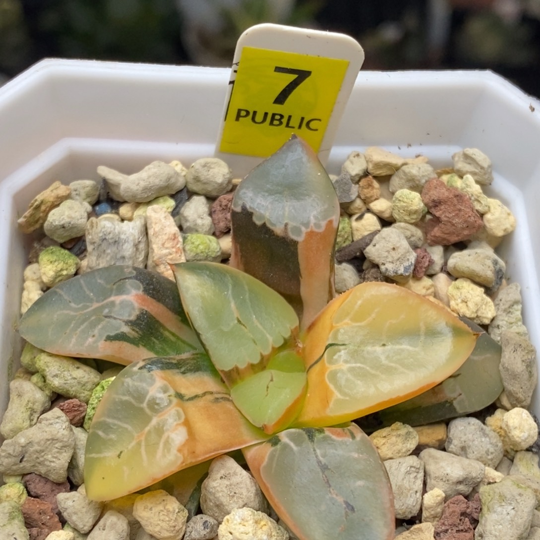 7号火凤凰克锦多肉