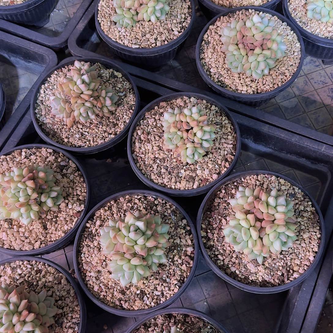走走哥专拍一物一拍