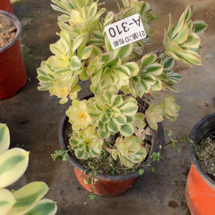 310白兰地有砍多肉1234568多