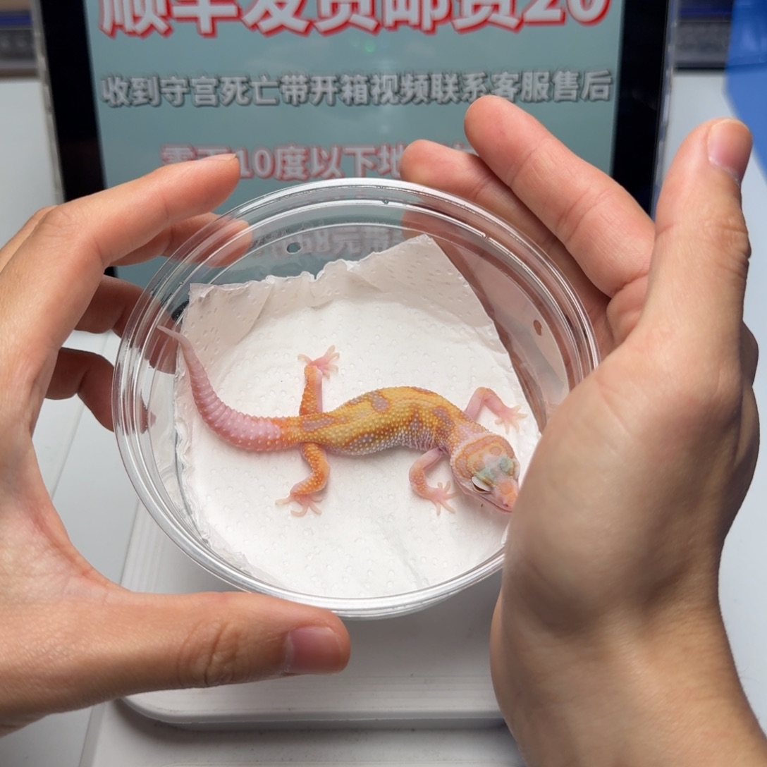 豹纹守宫蜡笔橘白缺钙
