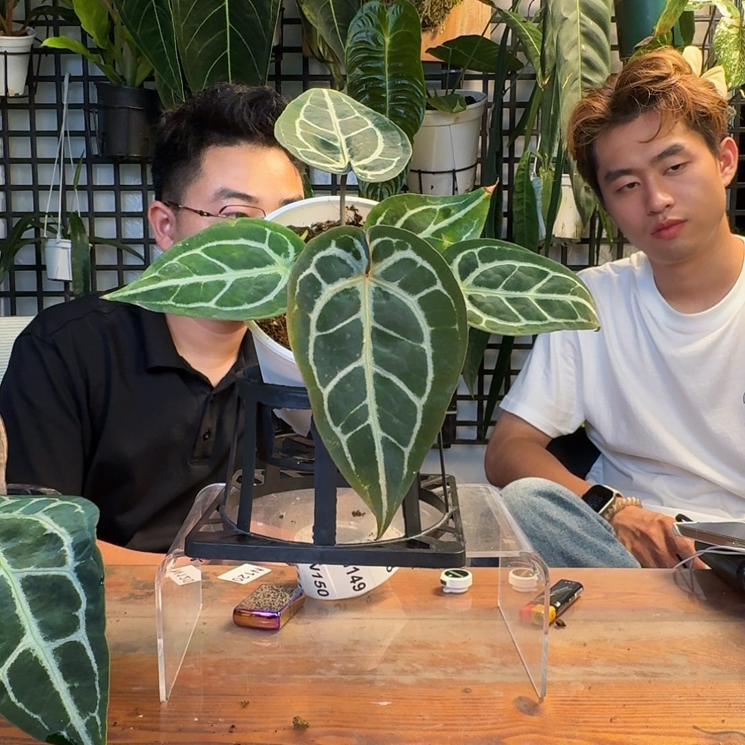 无花朵一物一拍N142