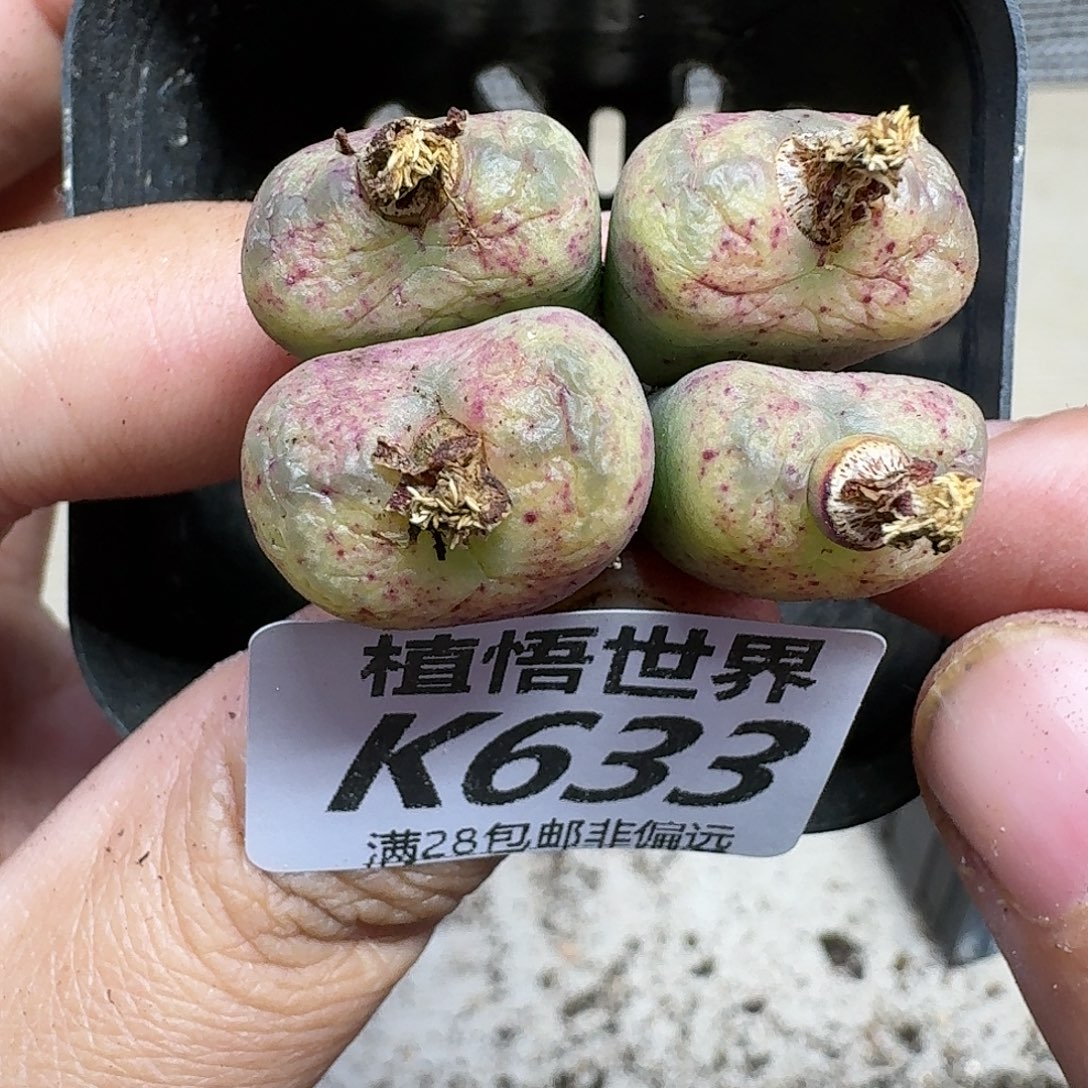 多肉植物的人啊gbnm