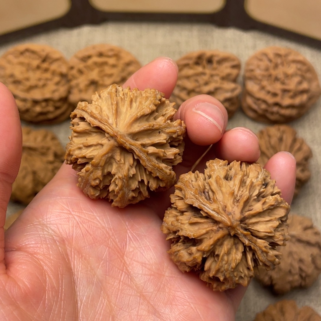 核桃秦岭核桃13号