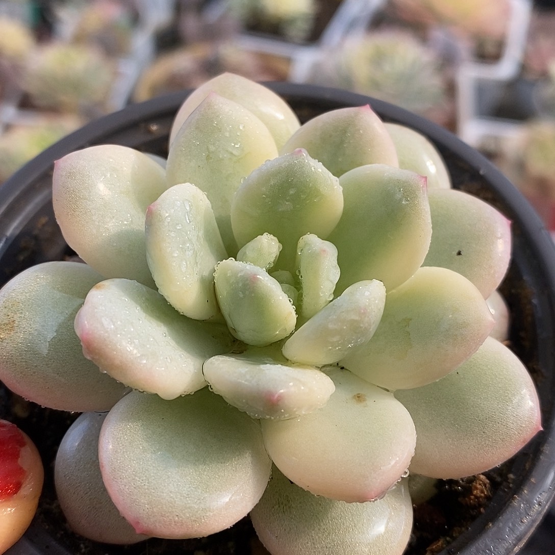 256新香水哈哈哈哈哈