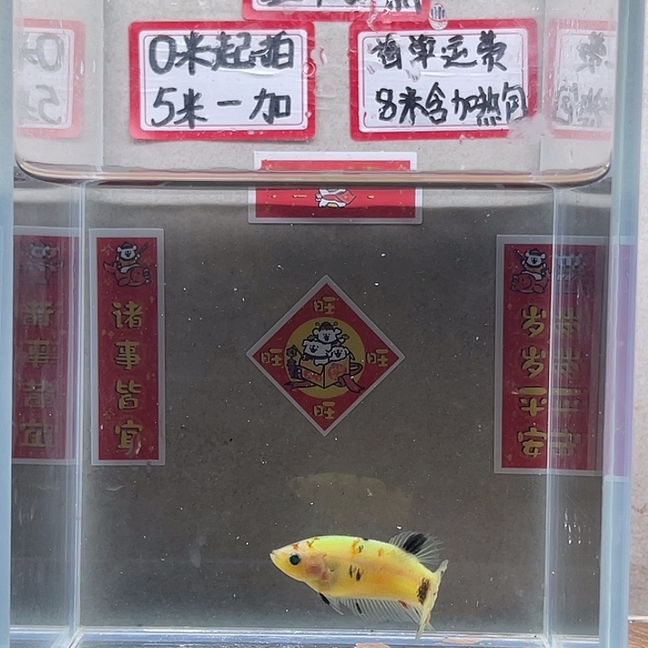 斗鱼泰国斗鱼母鱼混养不分公母