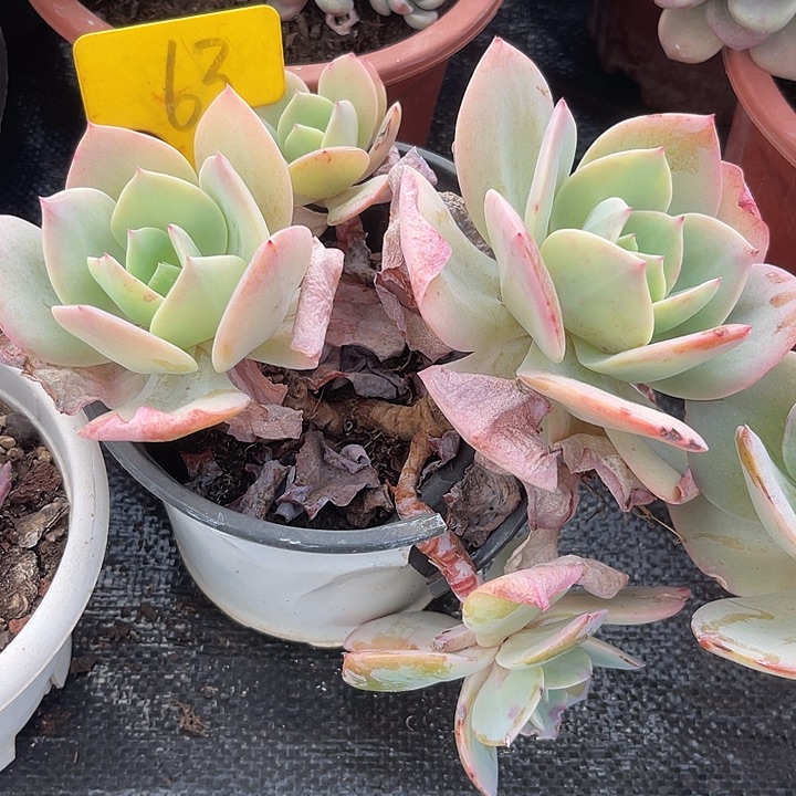 两单包邮，一物一拍63凤