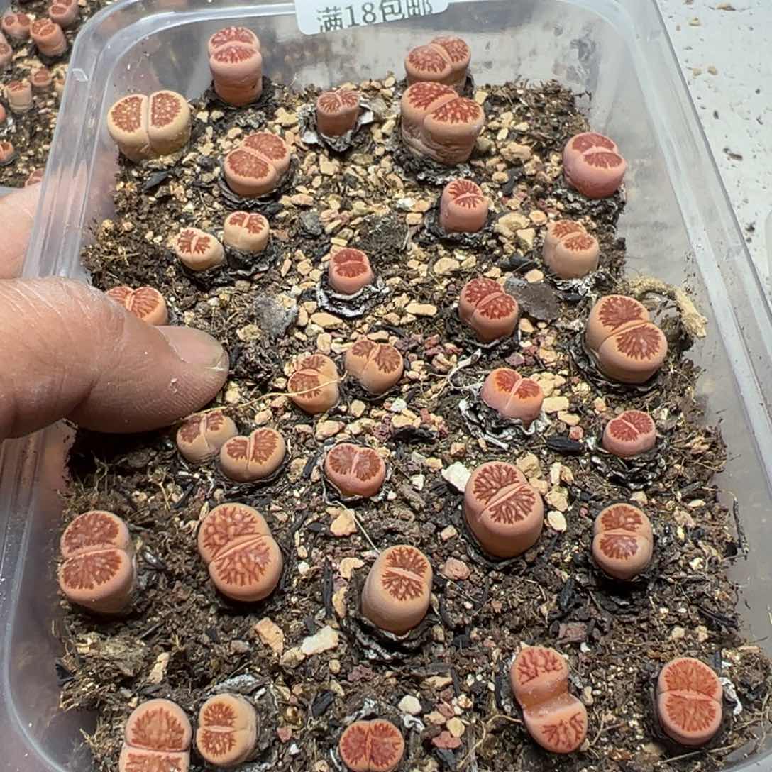 【闪购商品】 813。     