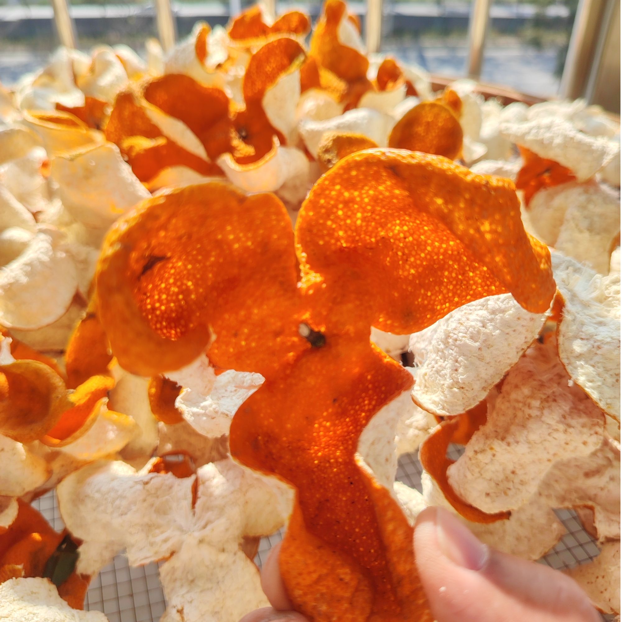 2024年东甲原种圈枝，6年树龄，老牛肶围一代一代圈下来的原始品种