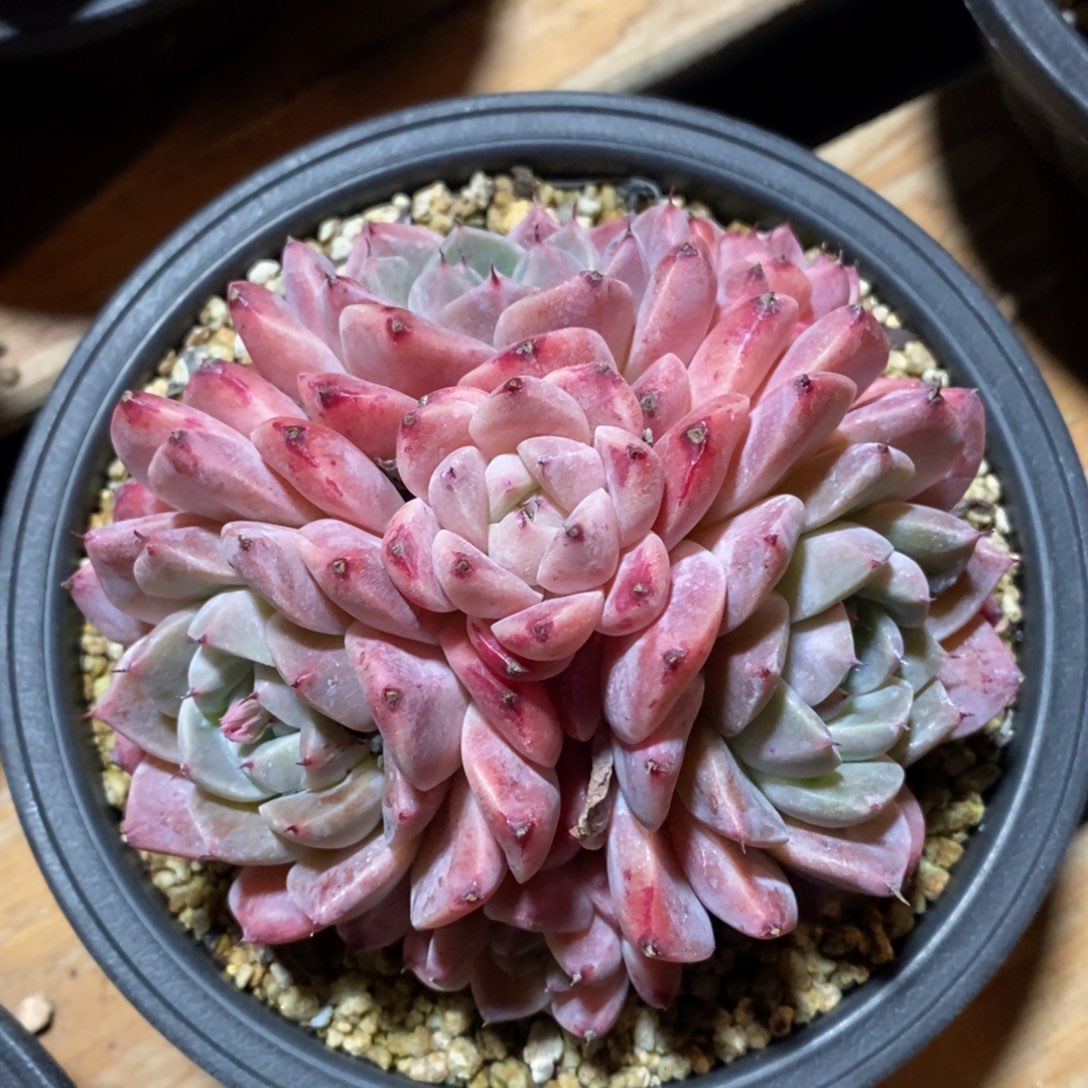 自助下单一物一拍，可寄养，可问主播规格多肉