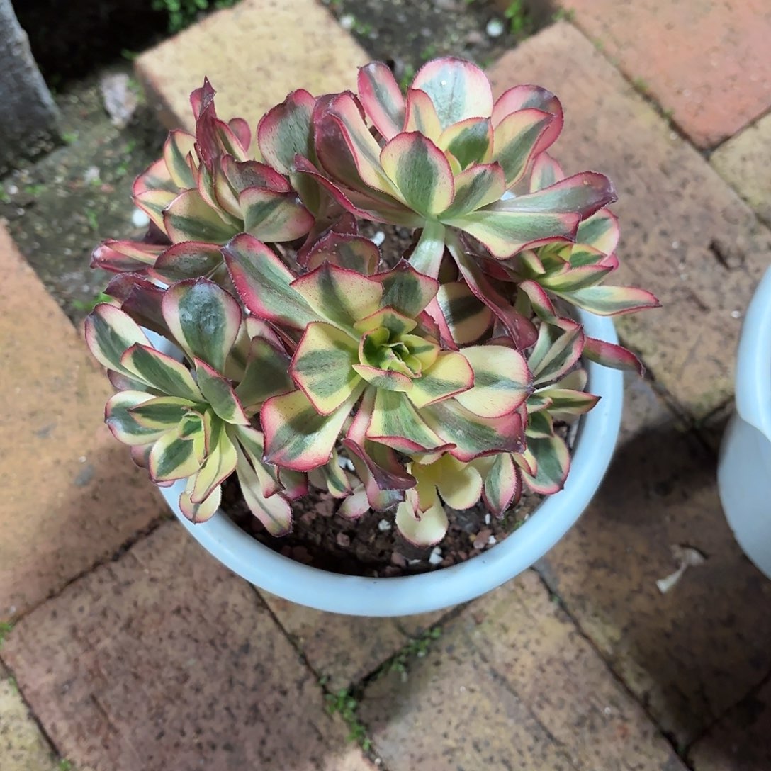 幸***韵魅影一物一拍脱土带土球发货