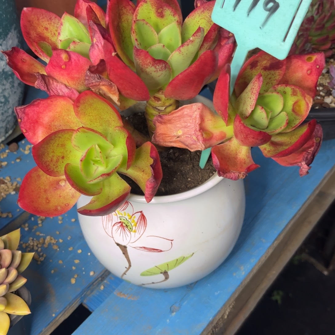 红绫多肉老桩群生