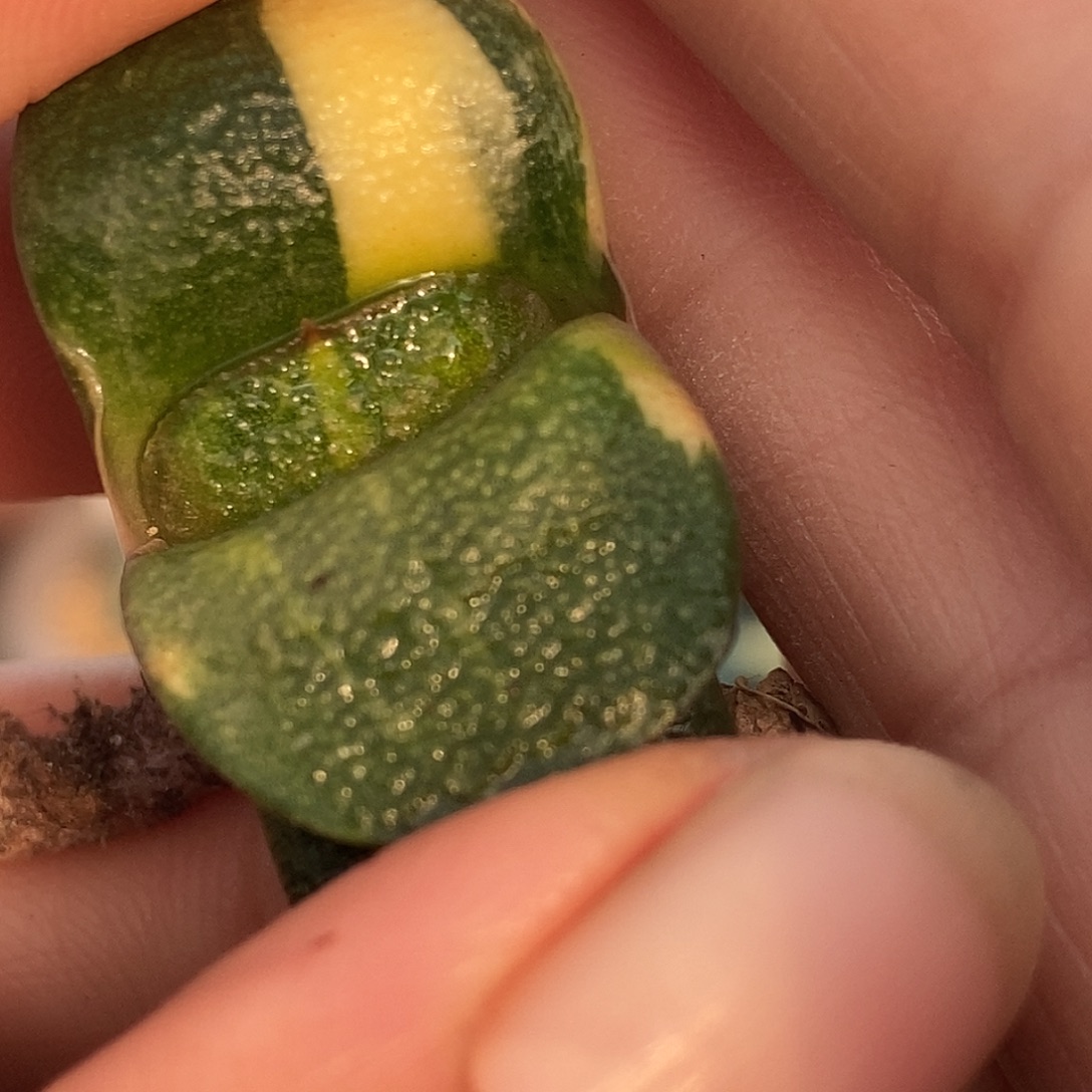 请***睿731军配大白釉带盆发货