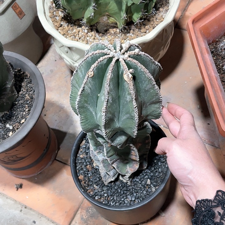 仙人球仙人球开花