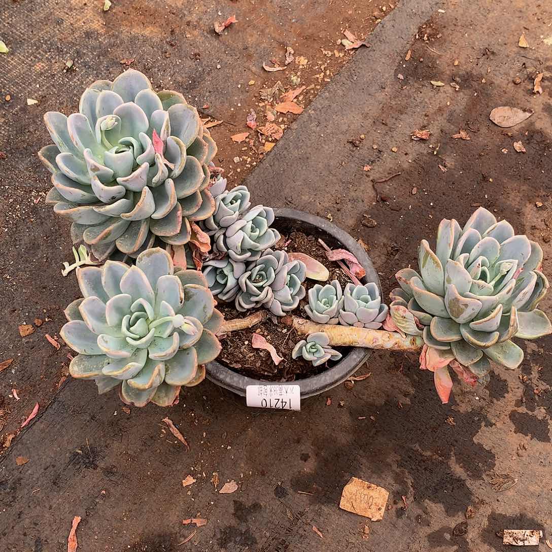 *️****      美尻14210