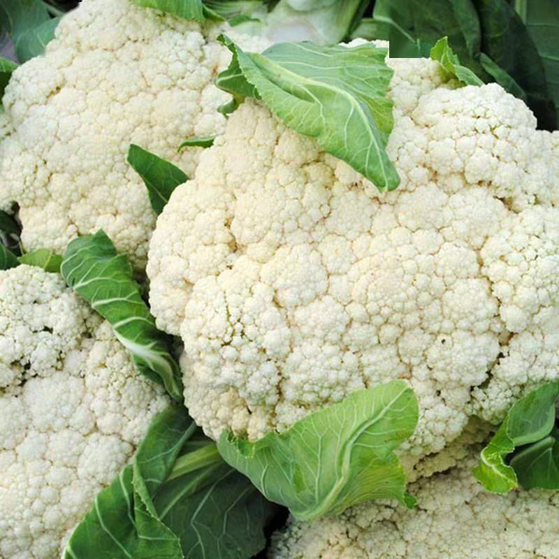 【白花菜】湖北农家白花菜