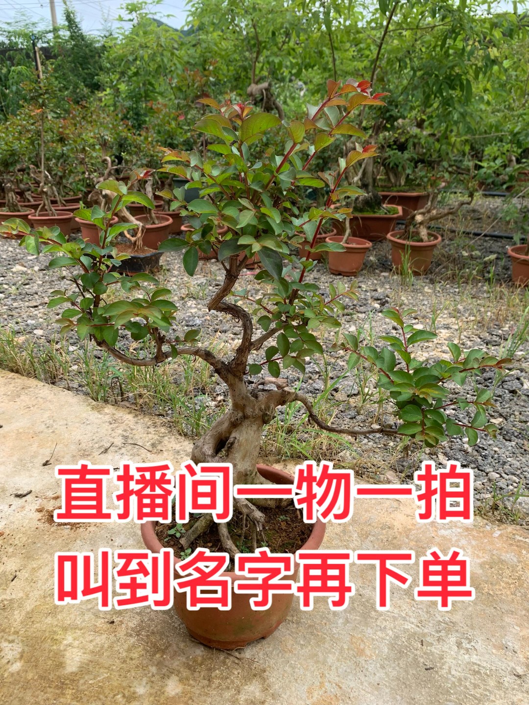 20至300直播间一物一拍庭院阳台绿植盆栽装饰好养