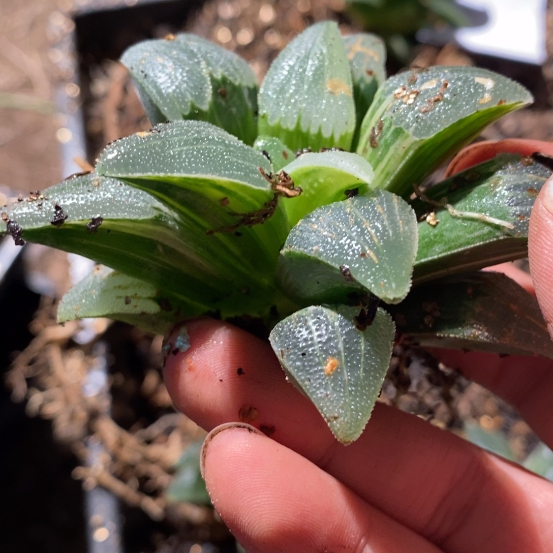 A***12951 十二卷一颗下播福利。  