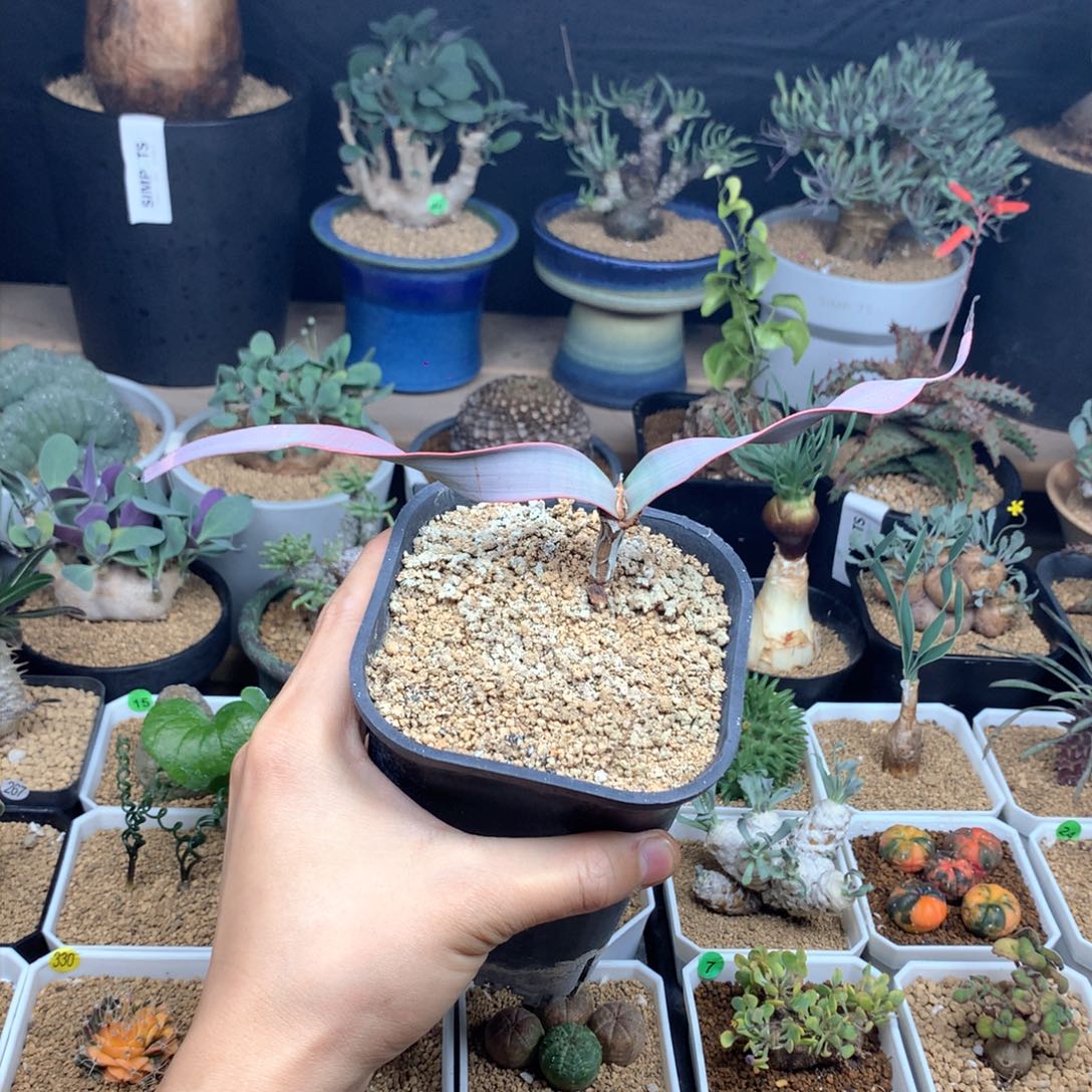 百岁兰带盆发货多肉