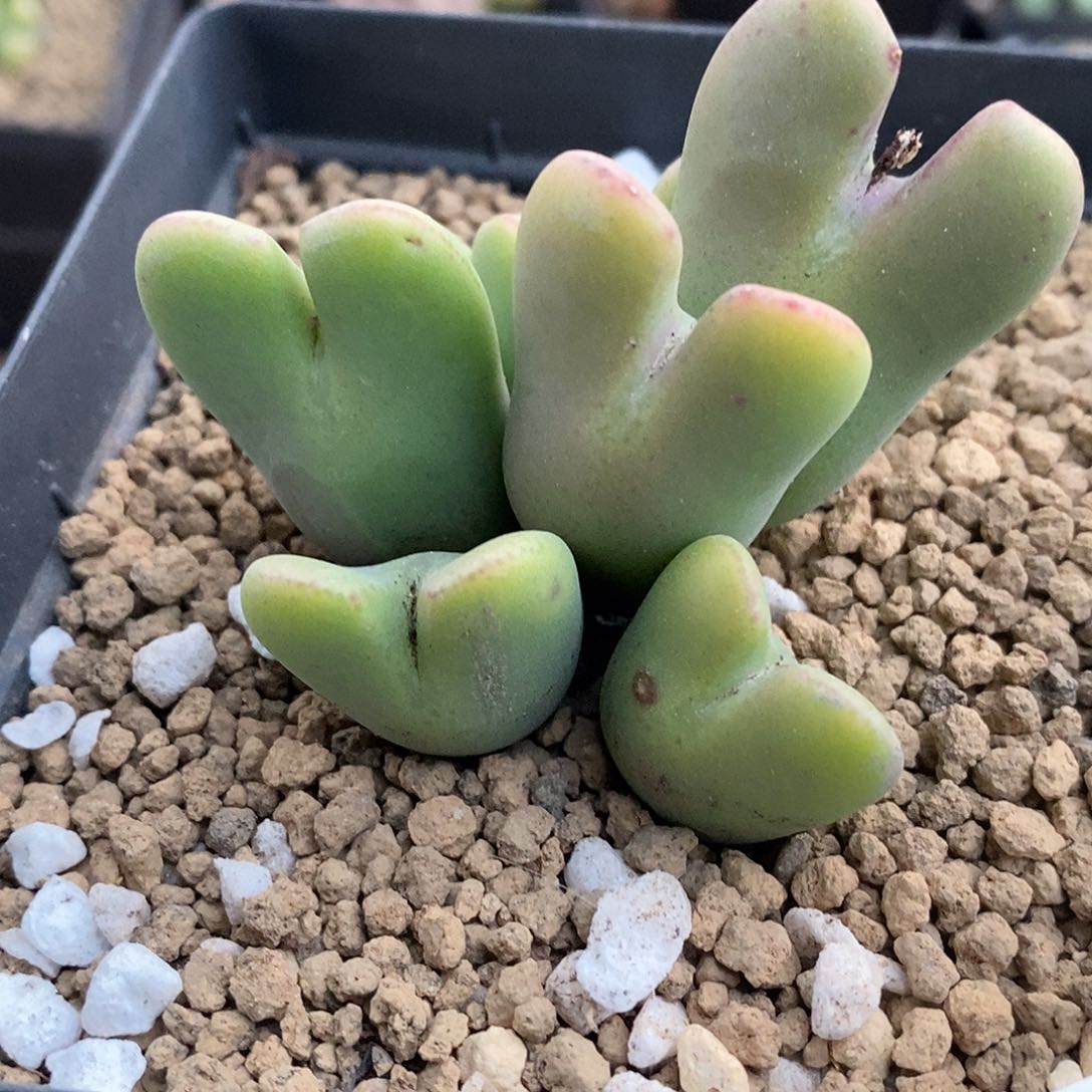 紫粉色的少将 脱土 511