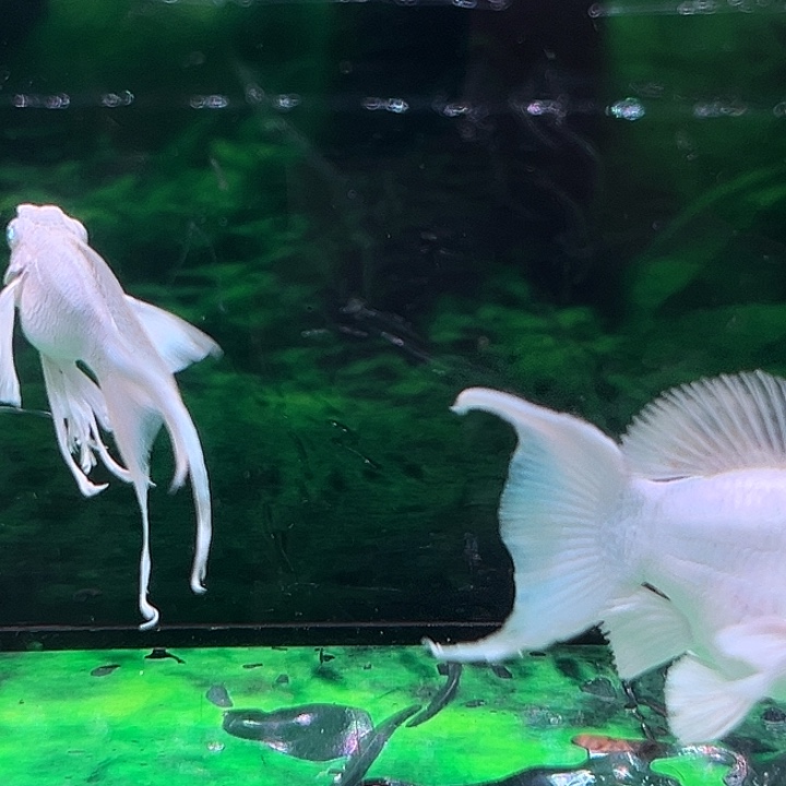 孔雀鱼精品越系瓷白玛丽球1对